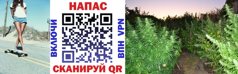Бошки марихуана индика  Купить закладки  Горно-Алтайск 